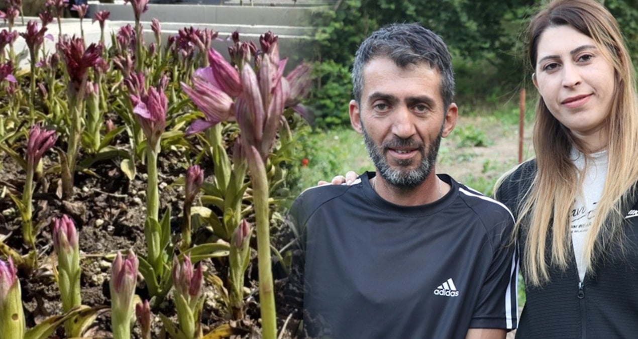 kilosu bin liraya yukseldi hasadi cok verimli ailecek eken servet kazaniyor 7h3fXEib