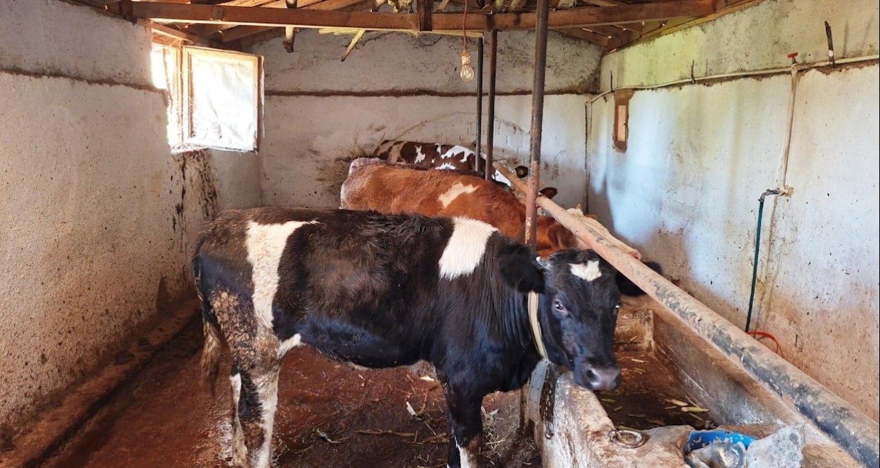 sap alarmi devrede ilce karantinaya alindi pikO9Lci