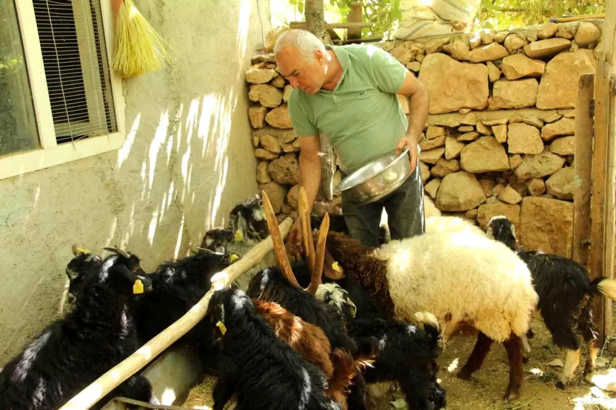 eski hukumlu tahir keskin is kur destegiyle 200 keci surusune ulasti jrE8ScGV.jpg