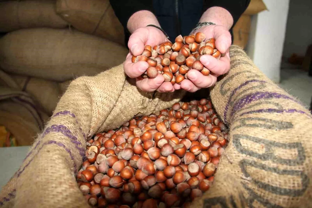 giresunda findik fiyatlari haftayi 315 liradan kapadi LNgykJkG