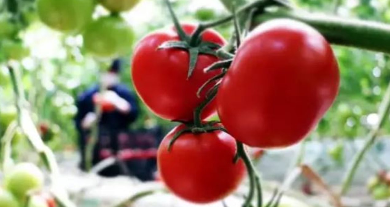 tarlada 6 lira olan domates sofrada 40 lira 9OVCmbJd