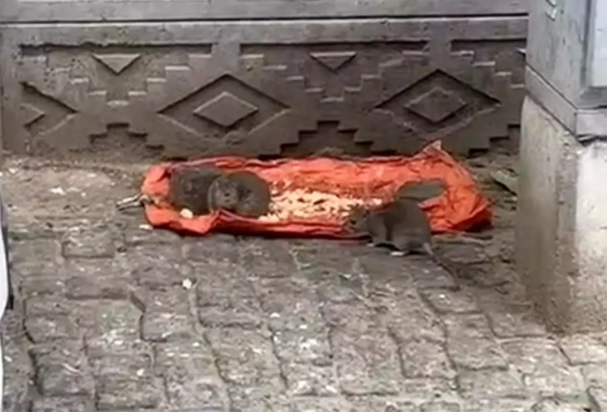 tekirdagda sokakta fareler yiyecek bulundu vatandaslar tedirgin RJWYQRlQ.jpg