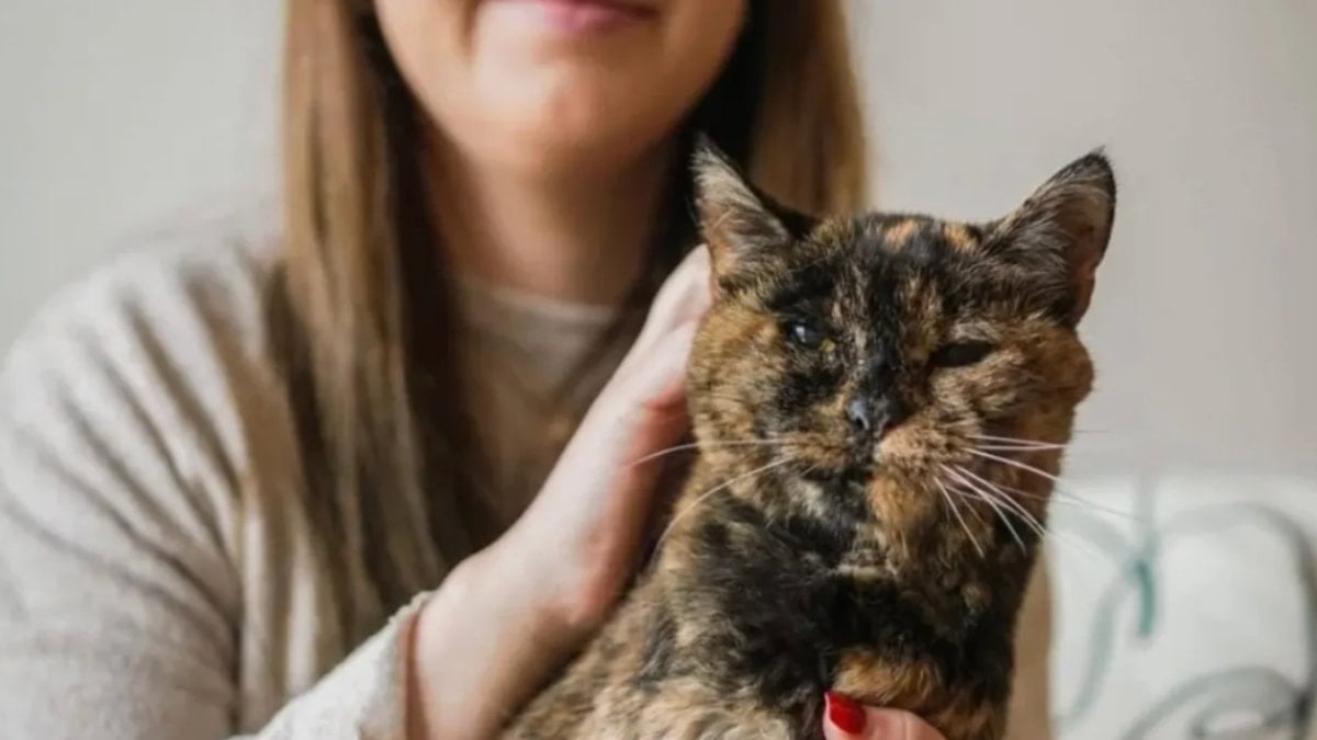Dünyanın bilinen en yaşlı kedisi Flossie, 30 yaşına girdi